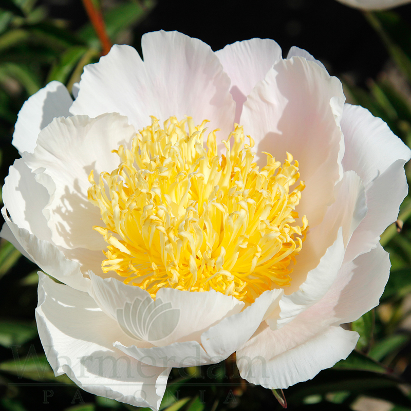 Topeka Statue | Warmerdam Paeonia